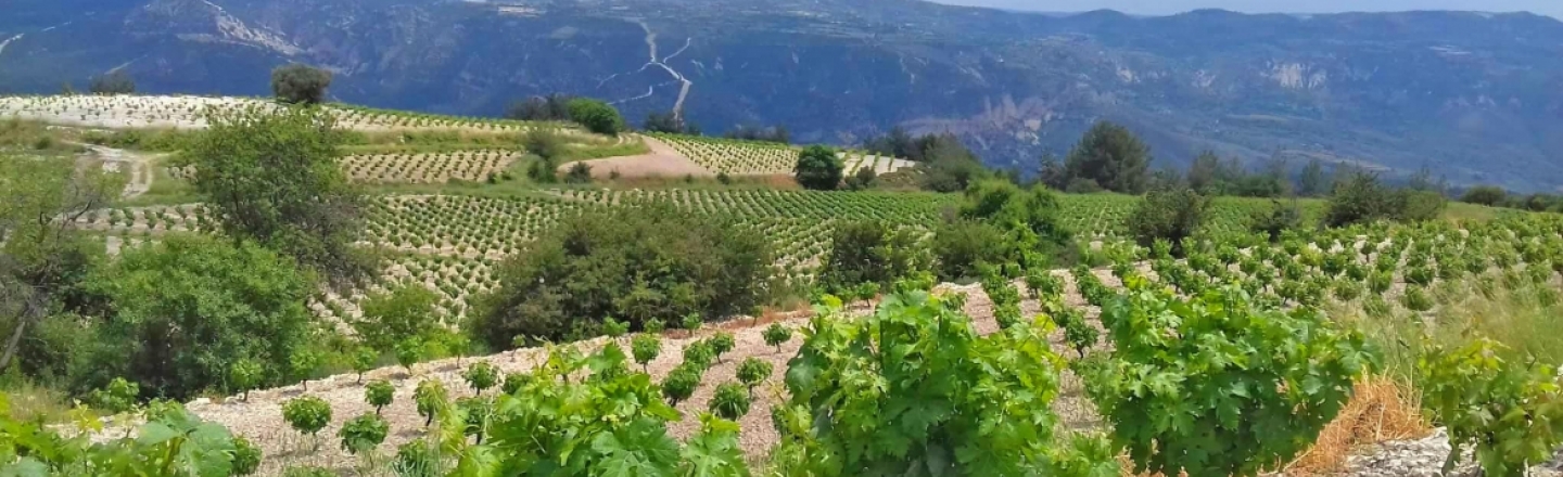 Nikodemos Winery Panayia, винодельня Nikodemos Winery в деревне Панагия, Пафос