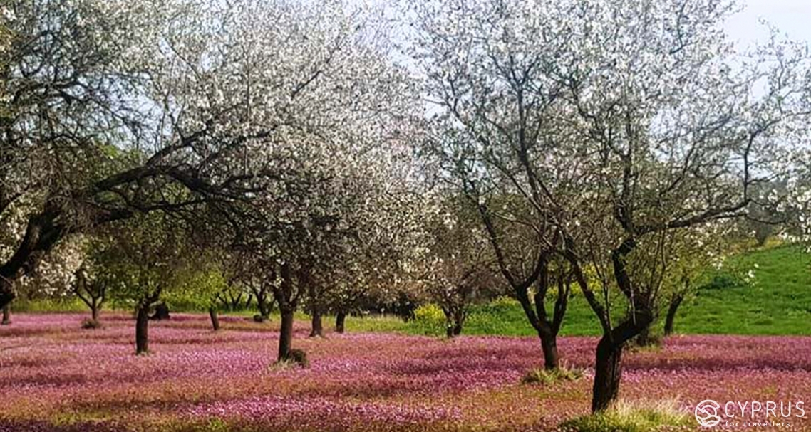 flowering almond, Cyprus