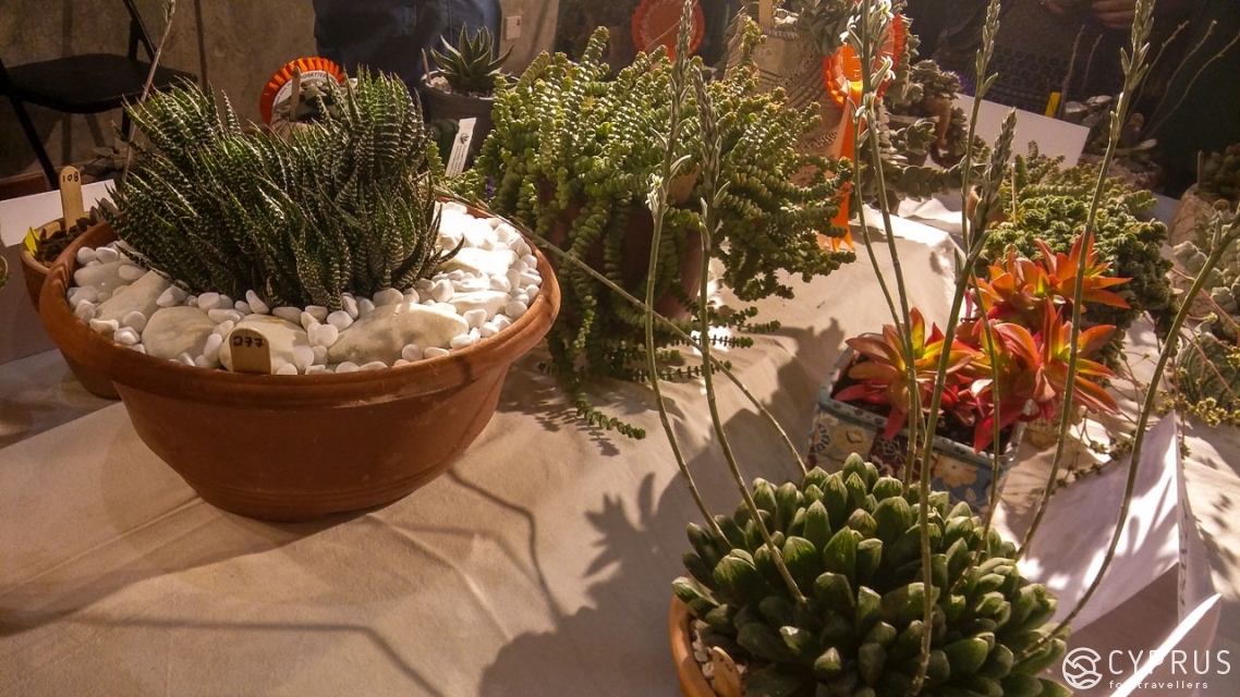 Выставка кактусов и суккулентов общества Cyprus Cactus and Succulent Society (CCSS)