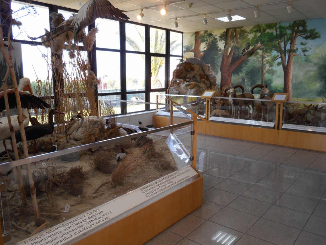 Музей естественной истории, Никосия, Кипр