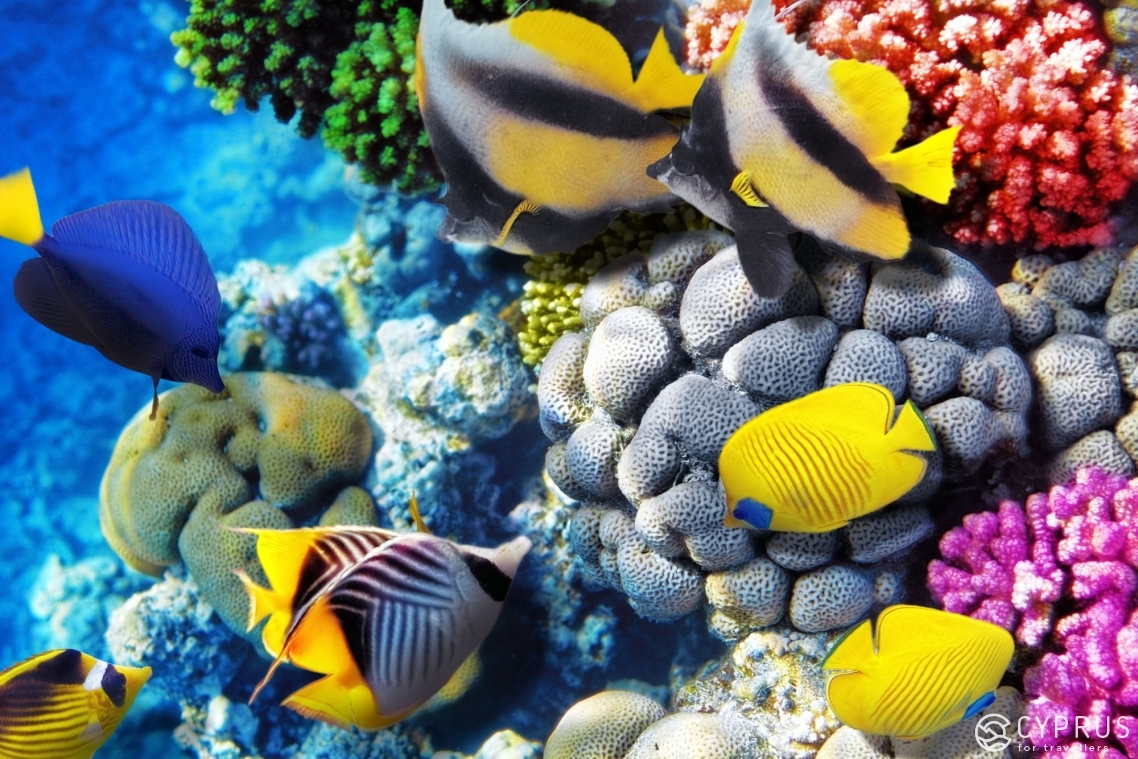 Ocean Aquarium, Cyprus