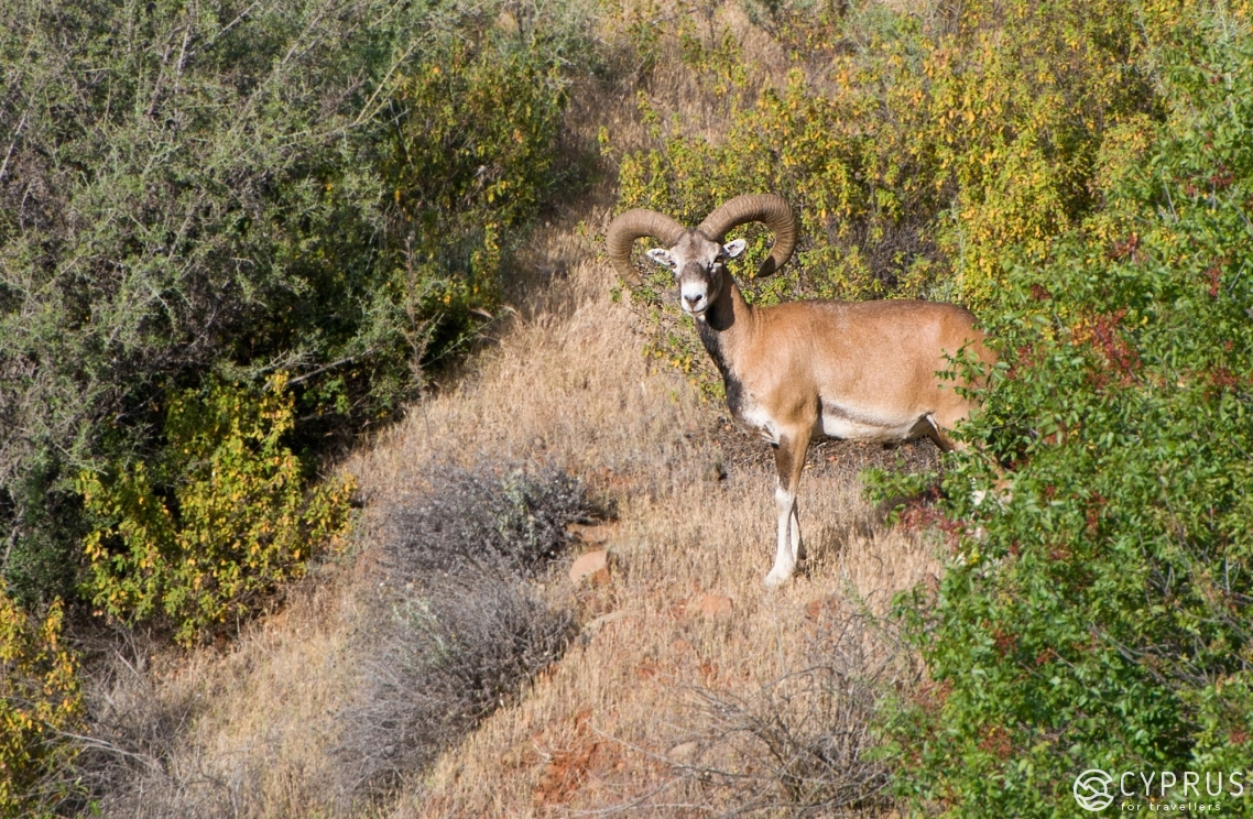 Wild mouflon, Cyprus