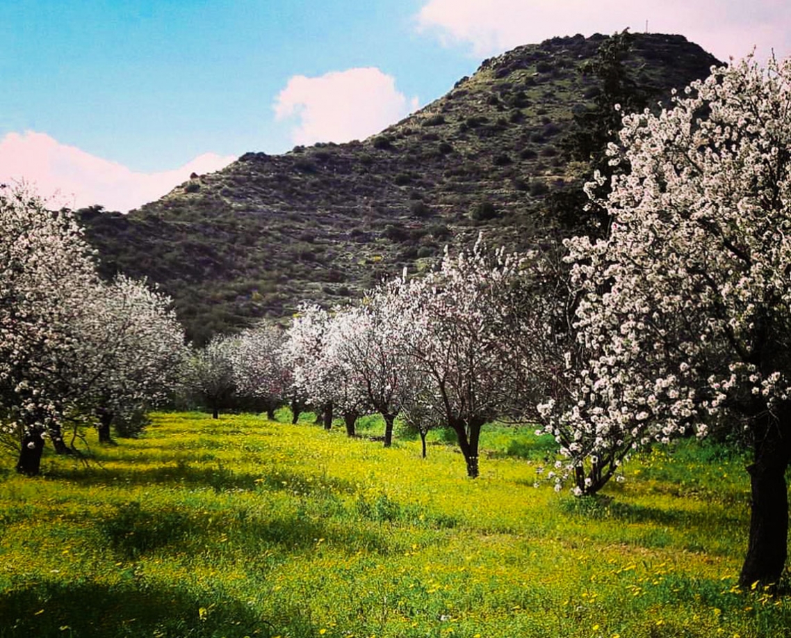 Цветущий миндаль, деревня Фасула, Кипр
