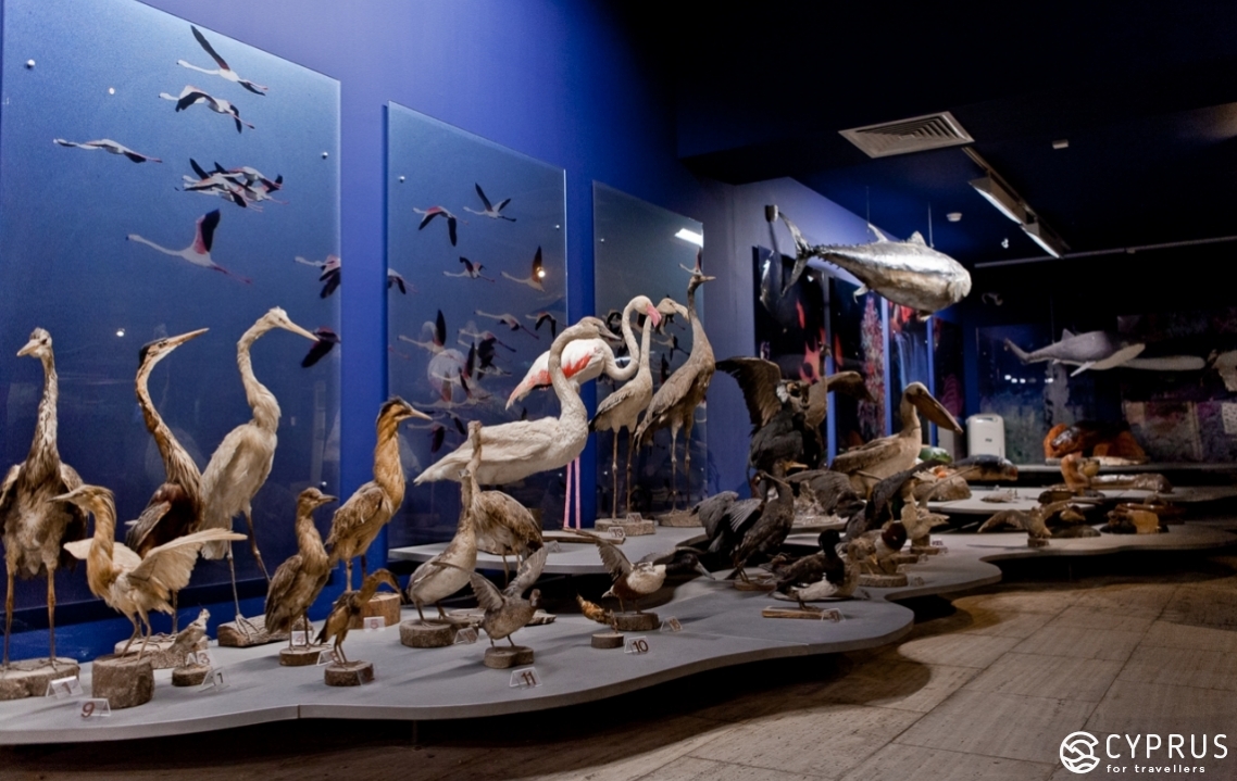 Thalassa Museum, Музей моря в Айя-Напе