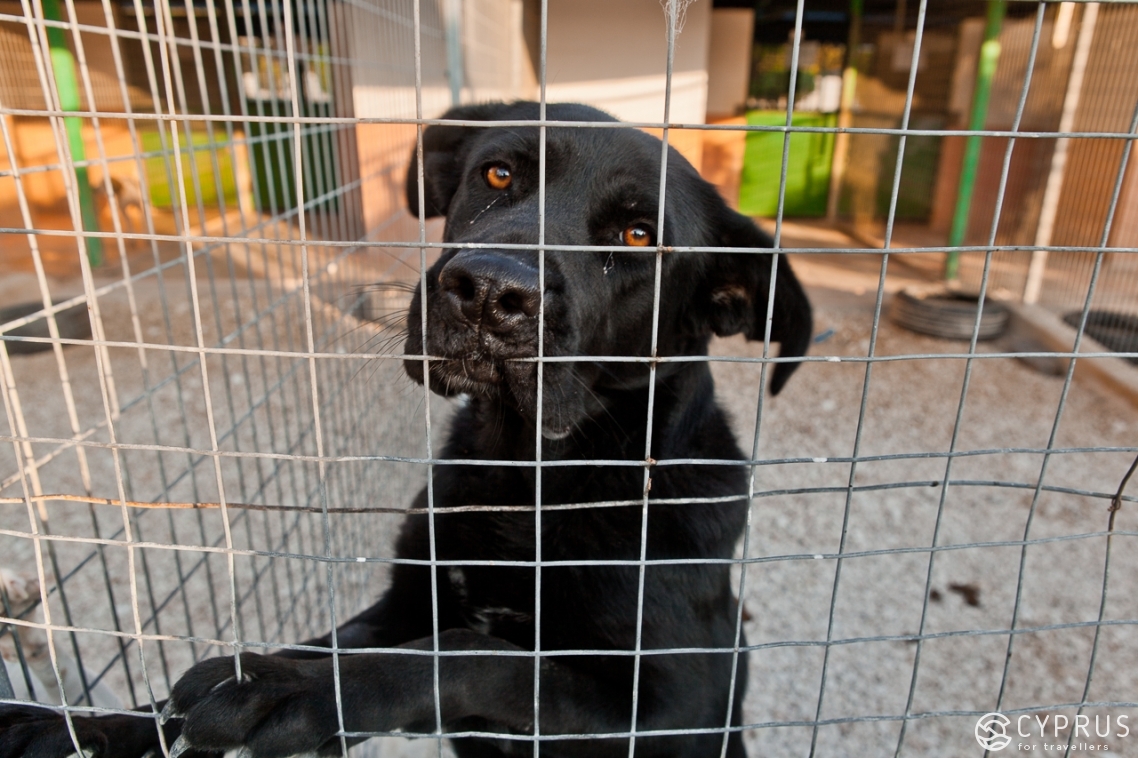 приют для собак, Кипр