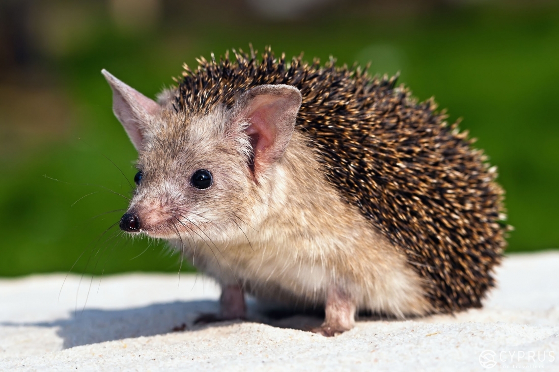 The long-eared hedgehog